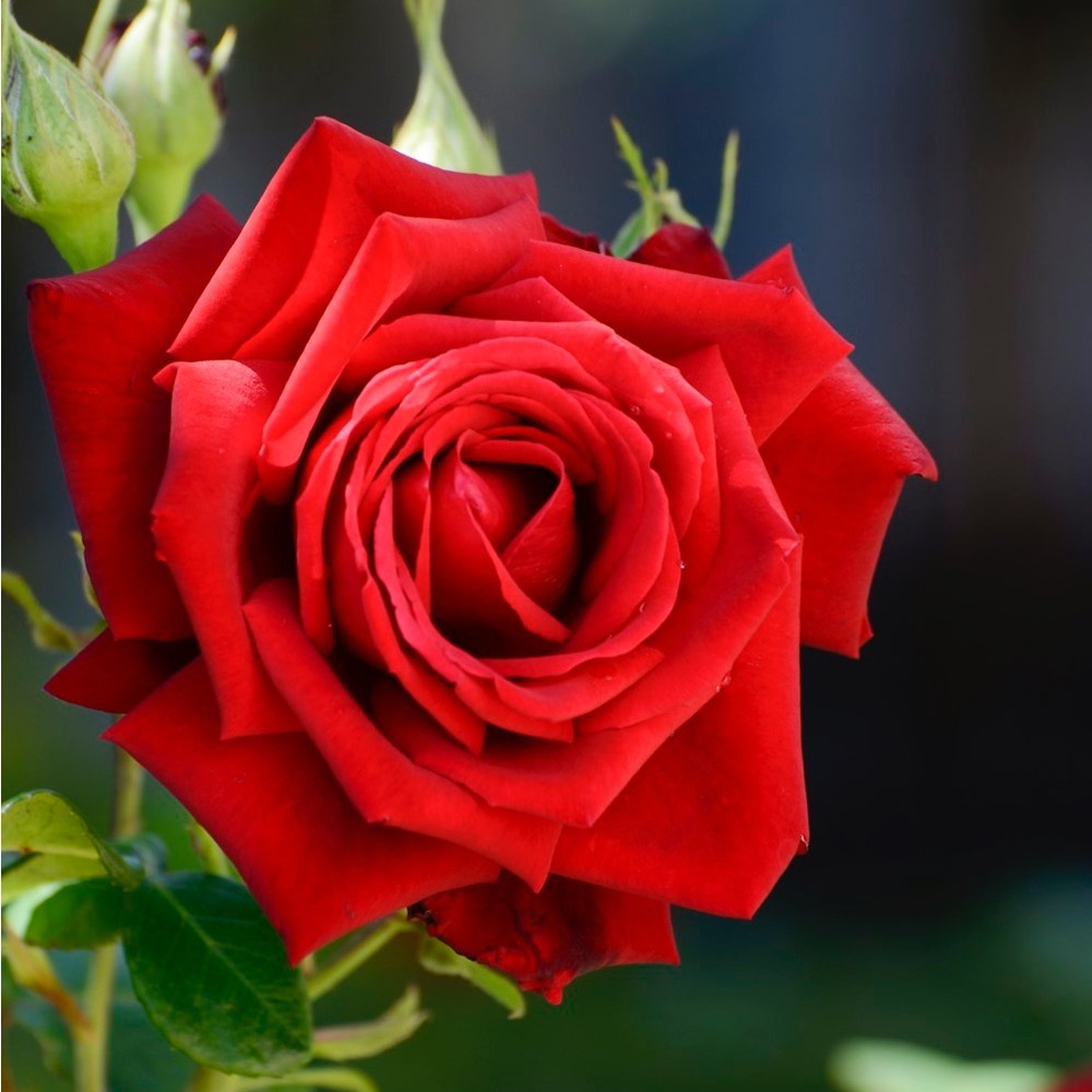Meet your Posher, Rose